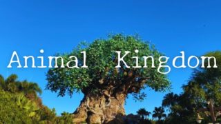 Animal Kingdom Florida